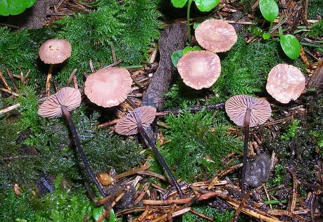 2005 :  Un anno di funghi